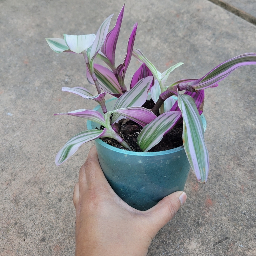 Tradescantia nonouk